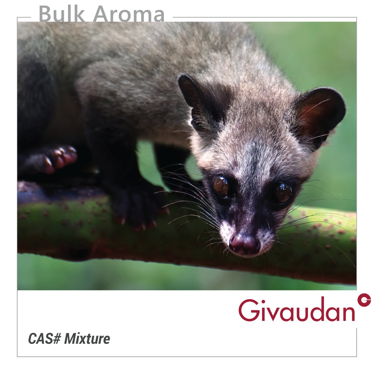 Civette Givco 208 GIVAUDAN