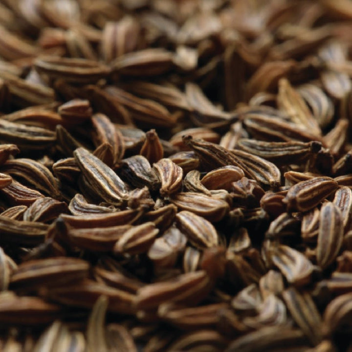 Ajowan Essential Oil - Trachyspermum Ammi - India - PL - 1001PF - Naturals - Indian Manufacturer - Bulkaroma