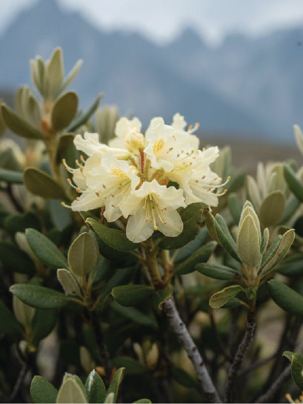 rhododendron anthopogon Wild Harvested Anthopogon Essential Oil - Rhododendron Anthopogon -  Himalayan Range