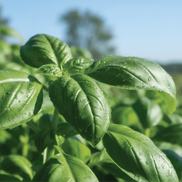 Basil Essential Oil - PA-1001UN
