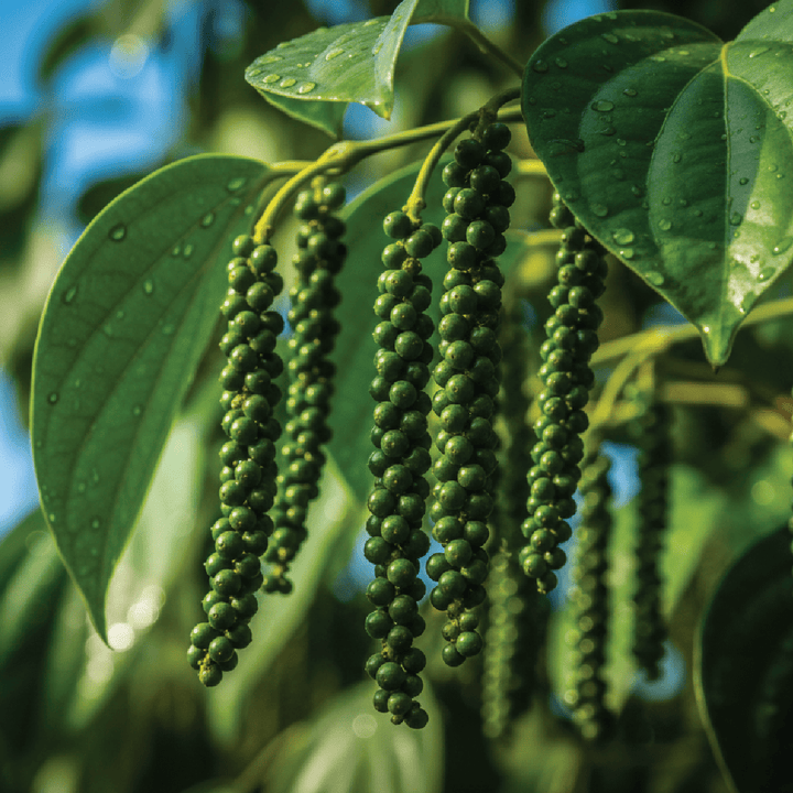 Black Pepper Essential Oil - PY - 100NS - Naturals - Indian Manufacturer - Bulkaroma