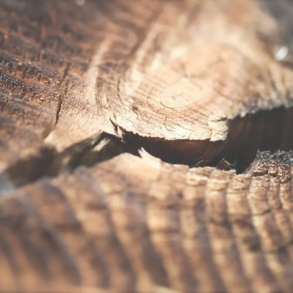 CASHMERE MUSK - dsm-firmenich DIRECT