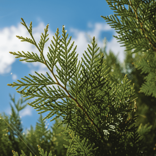 Cedar Leaves Essential Oil - Thuja Occidentalis - Canada - ALBERT VIEILLE - Naturals - Albert Vieille - Bulkaroma