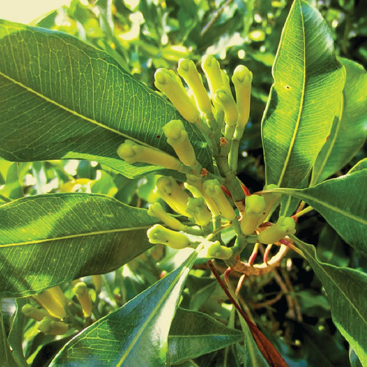 Clove Leaf Essential Oil - Eugenia Caryophyllata - India - PL - 1001PF - Naturals - Indian Manufacturer - Bulkaroma