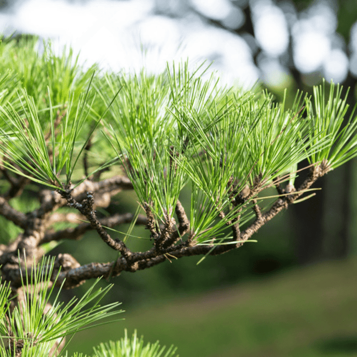 Pine Essential Oil - Pinus Palustris - India - PA - 1001UN - Naturals - Indian Manufacturer - Bulkaroma