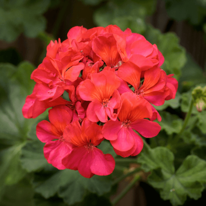 Geranium Essential Oil Egypt - PY - 100NS - Naturals - Imported - Bulkaroma