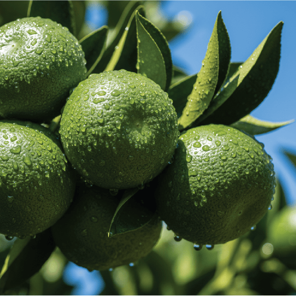 Green Mandarin Essential Oil Cold Pressed - PA - 100PC - Naturals - Imported - Brazil - Bulkaroma