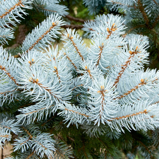 Wild Harvested Silver Fir Leaf Essential Oil - Abies Spectabilis - Himalayan Range - PA - 1202VP - Naturals - Indian Manufacturer - Bulkaroma