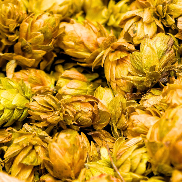 Hop Absolute - Humulus Lupulus - France - PAYAN BERTRAND - Naturals - Payan Bertrand - Bulkaroma