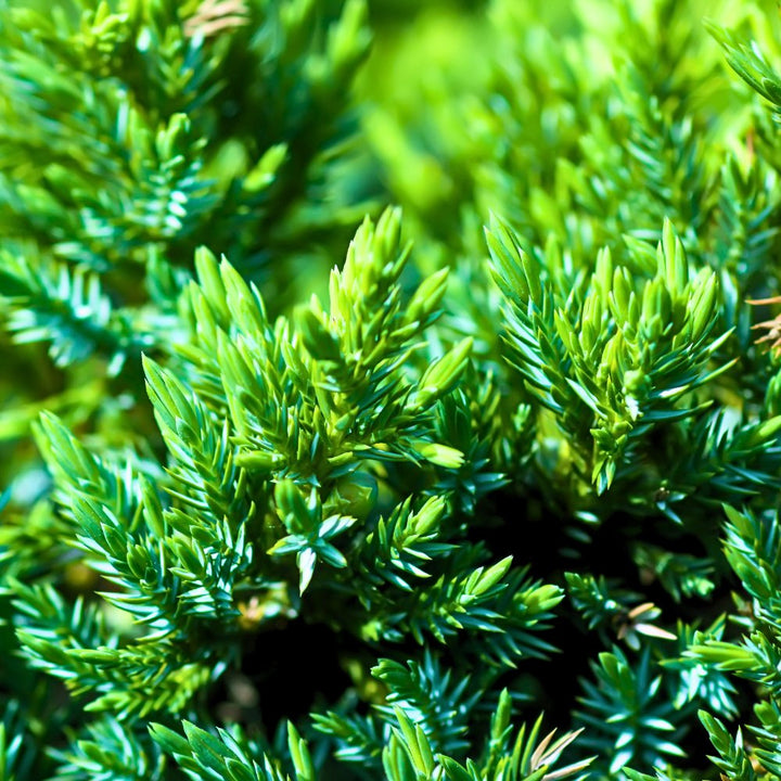 Wild Harvested Juniper Leaf Essential Oil - Juniperus Indica - Himalayan Range - PA - 1202VP - Naturals - Indian Manufacturer - Bulkaroma
