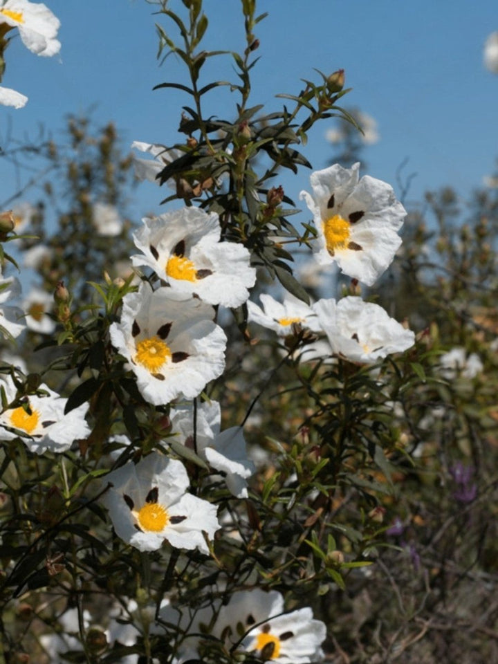 Labdanum Resinoid 60% BB from Indian Manufacturer-Naturals – Bulkaroma