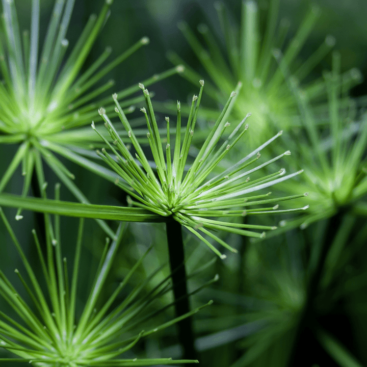 Nagarmotha / Cypriol Essential Oil - Cyprus Scariosus - India - PB - 1111TK - Naturals - Indian Manufacturer - Bulkaroma