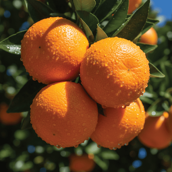 Orange Essential Oil Sicilian 5 Fold - PA - 100PC - Naturals - Imported - Bulkaroma