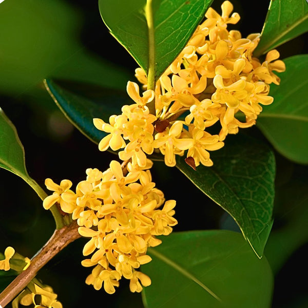 Osmanthus Absolute - Osmanthus Fragrans - PAYAN BERTRAND - Naturals - Payan Bertrand - Bulkaroma