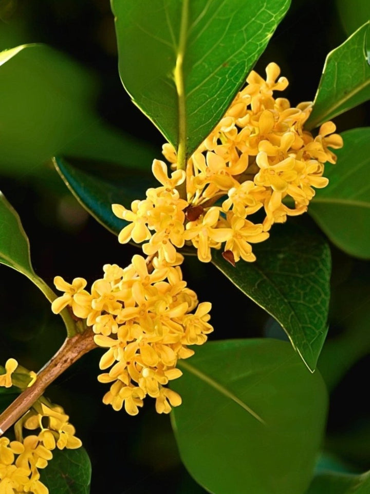 Osmanthus Absolute From Payan Bertrand Bulkaroma osmanthus-absolute-from-payan-bertrand-bulkaroma