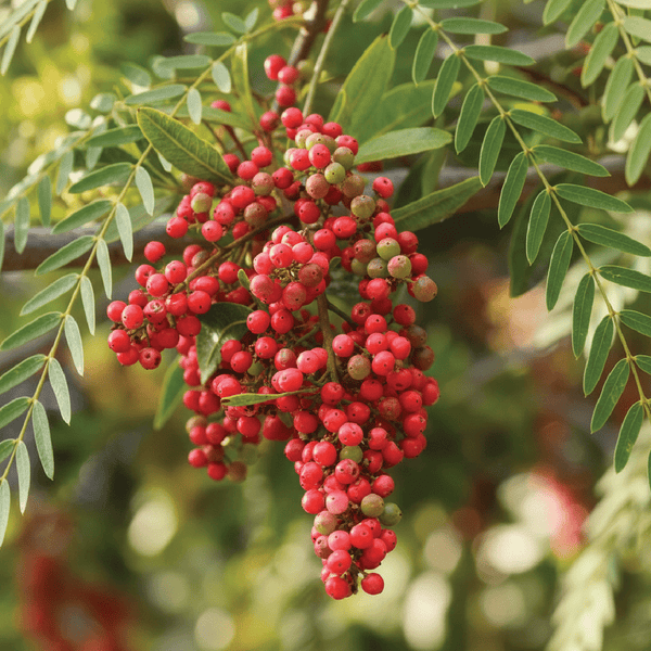 Pink Peppercorn Essential Oil Spain - ALBERT VIEILLE - Naturals - Albert Vieille - Bulkaroma