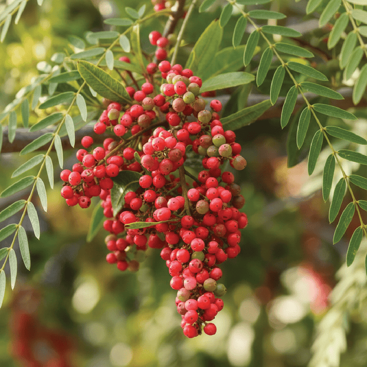 Pink Peppercorn Essential Oil Spain - ALBERT VIEILLE - Naturals - Albert Vieille - Bulkaroma