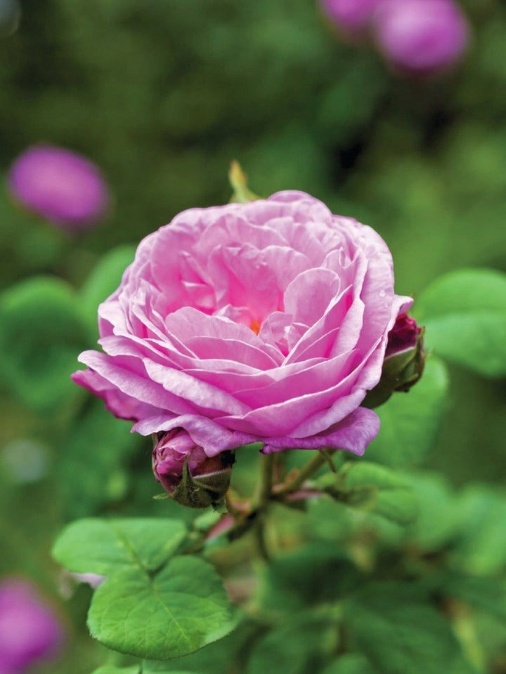 Rose Centifolia Absolute (Rosa Centifolia/Rose de Mai) | Luxurious ...