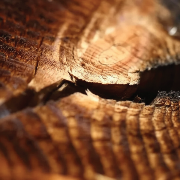 SYLVAMBER™ - dsm-firmenich DIRECT