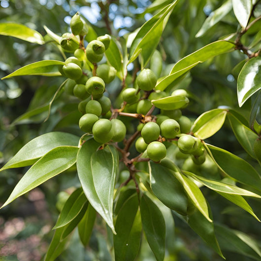 Wild Harvested Sugandh Kokila Essential Oil - Cinnamomum Glaucescens - Himalayan Range - PA - 1202VP - Naturals - Indian Manufacturer - Bulkaroma