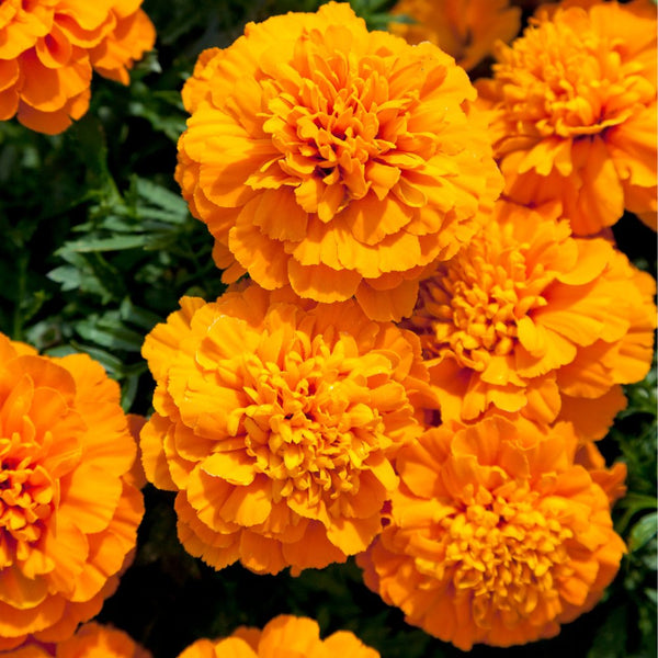 Marigold Essential Oil Low Altitude - Tagetes Erecta - India - PL - 1001PF - Naturals - Indian Manufacturer - Bulkaroma