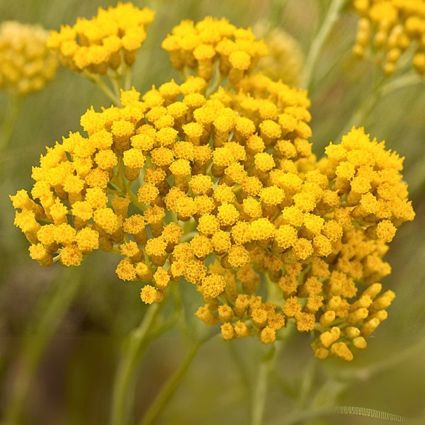 Immortelle Essential Oil - Helichrysum Italicum - Balkans - LMR - Naturals - LMR - Bulkaroma