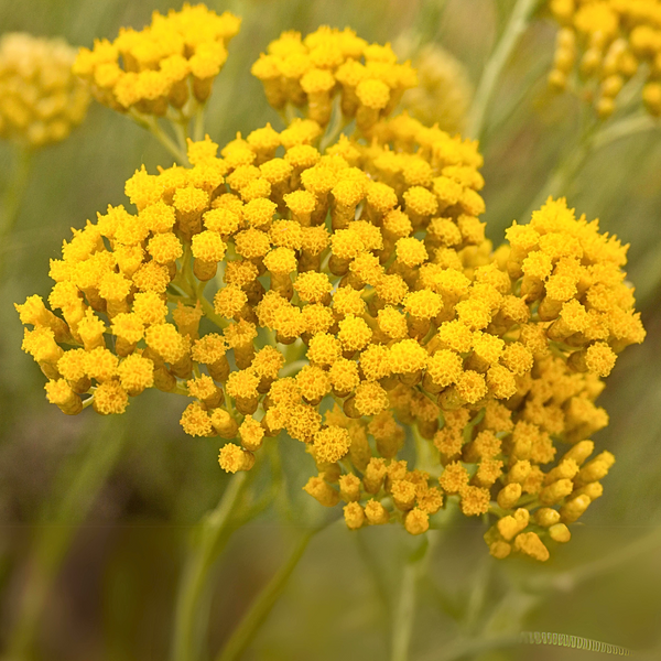 Immortelle Essential Oil - Helichrysum Italicum - Balkans - LMR