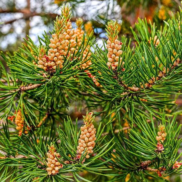 Scotch Pine Needle Essential Oil - Pinus Sylvestris - India - PY - 100NS - Naturals - Indian Manufacturer - Bulkaroma