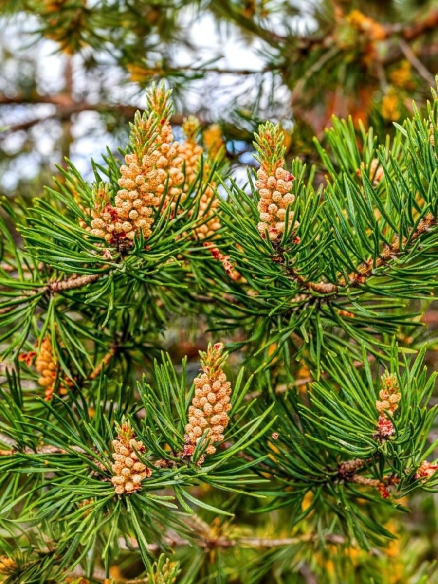 Scotch Pine Needle Essential Oil - Pinus Sylvestris - India - PY-100NS ...