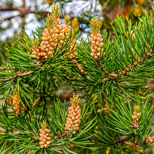 Scotch Pine Needle Essential Oil - Pinus Sylvestris - India - PY-100NS