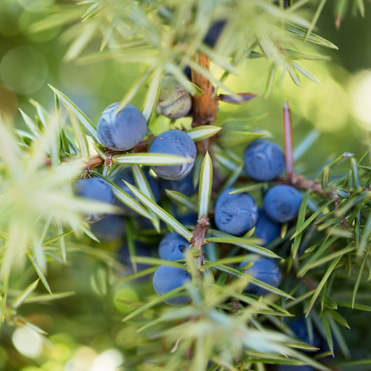 Juniper Berry Essential Oil >20% Myrcene - Juniperus Communis - India - PY - 100NS - Naturals - Indian Manufacturer - Bulkaroma