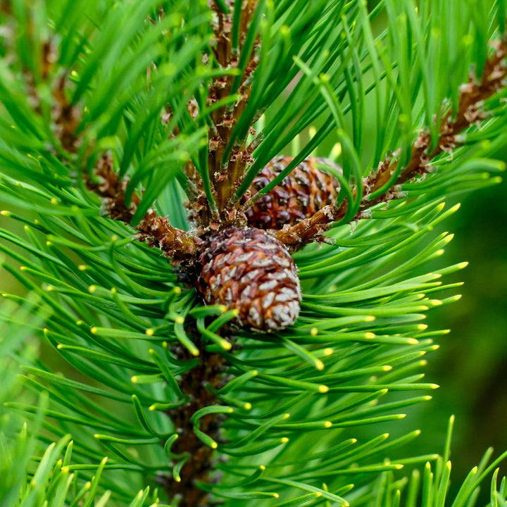 Cedarwood Atlas Essential Oil - Morocco - ALBERT VIEILLE - Naturals - Albert Vieille - Bulkaroma