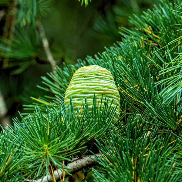 Wild Harvested Cedarwood Essential Oil Rectified - Cedrus Deodara - Himalayan Range - PA - 1202VP - Naturals - Indian Manufacturer - Bulkaroma