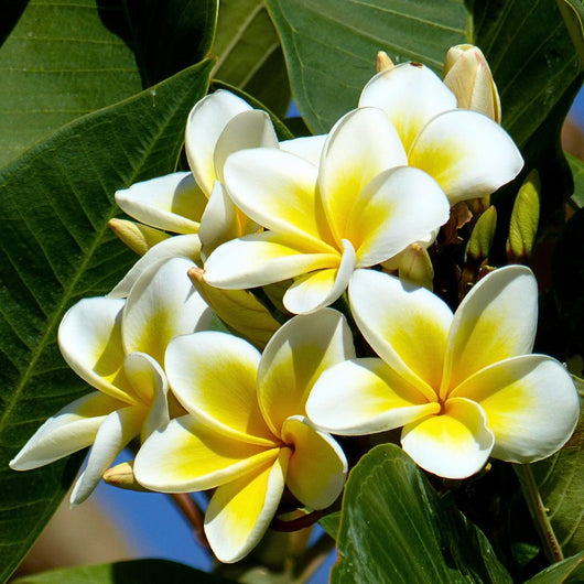 Frangipani Absolute - Plumeria Alba - India - PB - 1111TK - Naturals - Indian Manufacturer - Bulkaroma