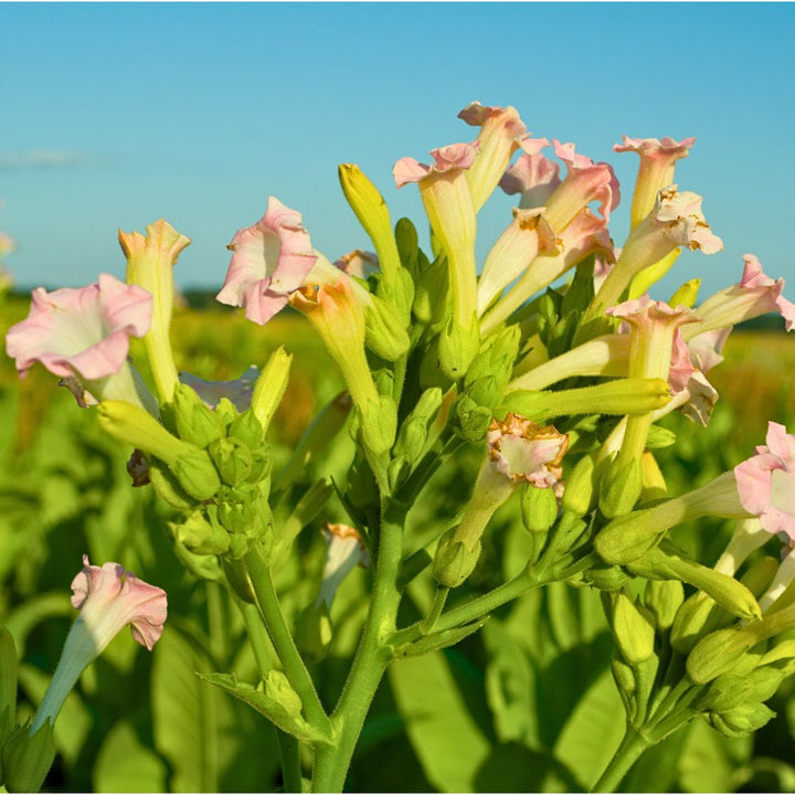Tobacco Flower Absolute - Nicotiana Tabacum - Asia - PB - 1111TK - Naturals - Indian Manufacturer - Bulkaroma