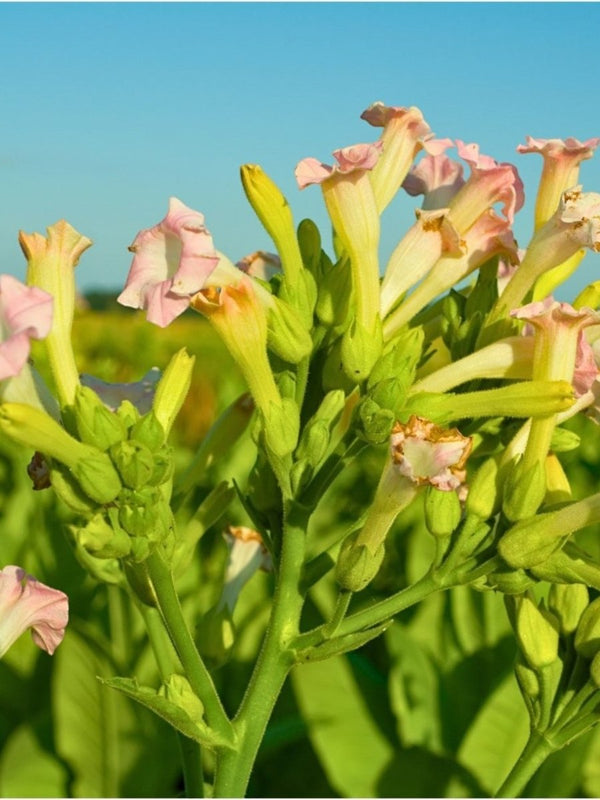 fresh tobacco flower Nicotiana 'Lime Green' (Flowering Tobacco) tolerant and grow well in sun and shade Wild Tobacco (Spiritual Healing) –