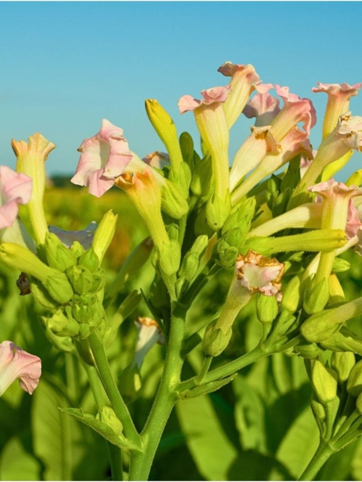 fresh tobacco flower Tobacco Flower Absolute (Nicotiana Tabacum): Earthy, Sweet & Versatile in  Perfumery & Aromatherapy – Bulkaroma
