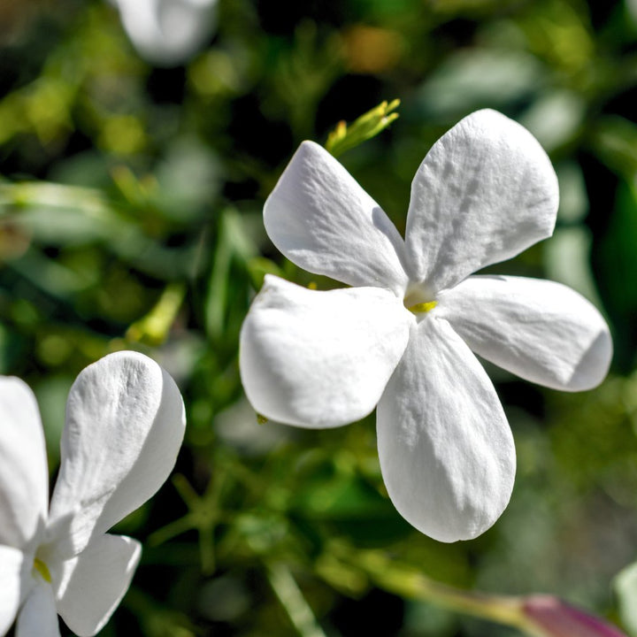 Jasmine Grandiflorum Absolute - PY - 100NS - Naturals - Indian Manufacturer - Bulkaroma