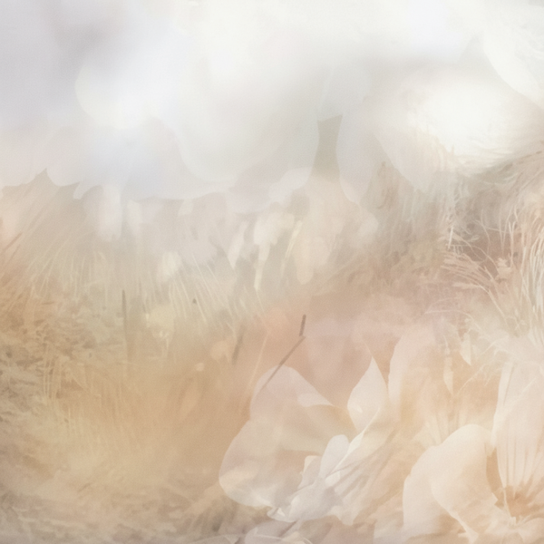 VELVET MUSK - dsm-firmenich DIRECT