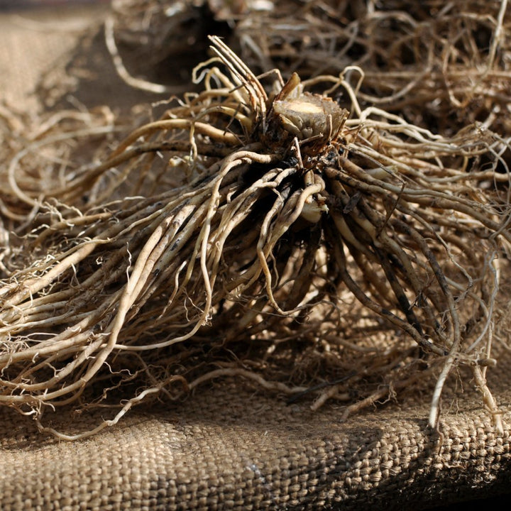 Wild Harvested Valerian Root Essential Oil [Feb Harvest] - Valeriana Jatamansi - Himalayan Range - PA - 1202VP - Naturals - Indian Manufacturer - Bulkaroma