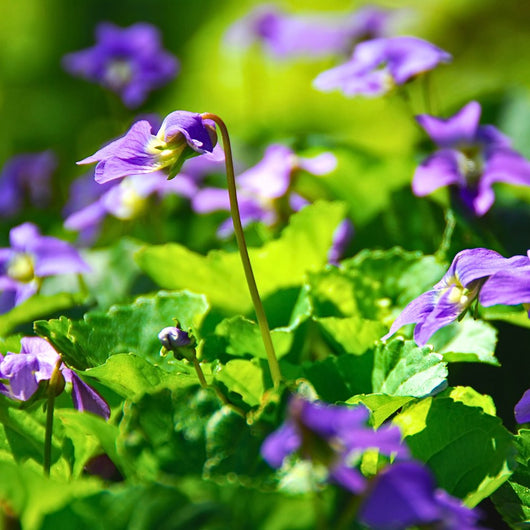 Violet Leaf Absolute - Viola Odorata - France - PAYAN BERTRAND - Naturals - Payan Bertrand - Bulkaroma