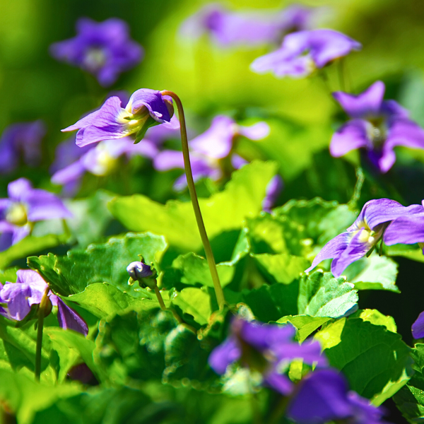 Violet Leaf Absolute - Viola Odorata - France - PAYAN BERTRAND