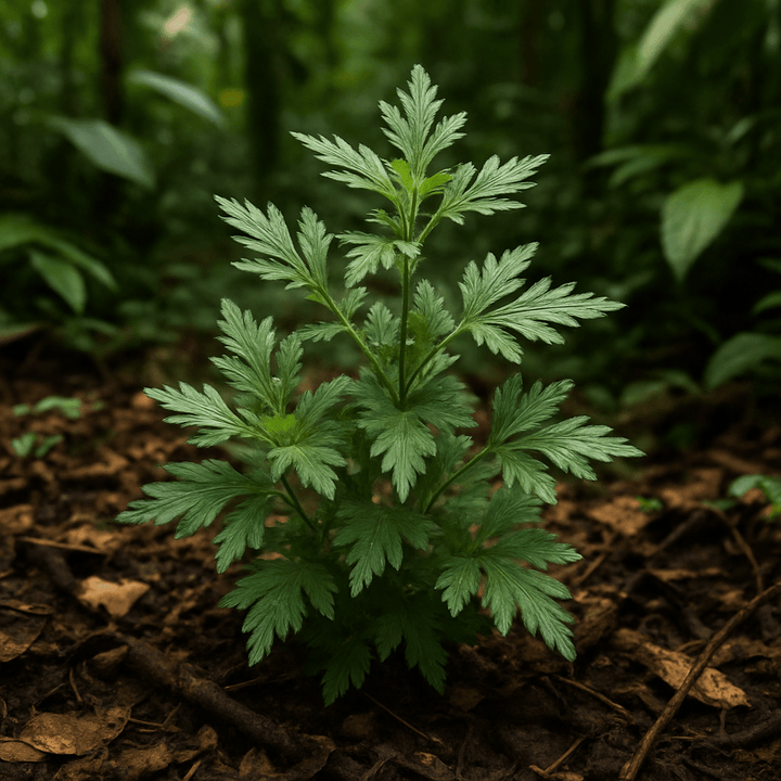 Wild Harvested Artemisia Essential Oil - Artemisia Vulgaris - Himalayan Range - PA - 1202VP - Naturals - Indian Manufacturer - Bulkaroma