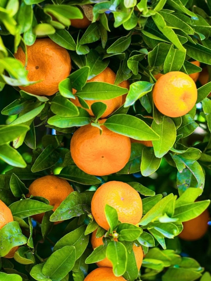 Yellow Mandarin Essential Oil Cold Pressed - Italy - PA-100PC – Bulkaroma