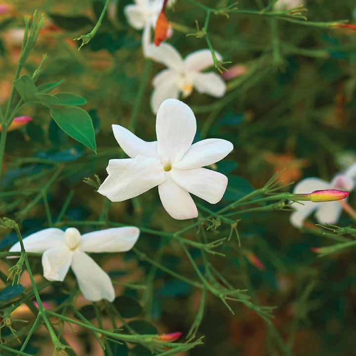 ATTAR CHAMELI (Pure) - PL-1100IB - Naturals - Indian Manufacturer - Bulkaroma