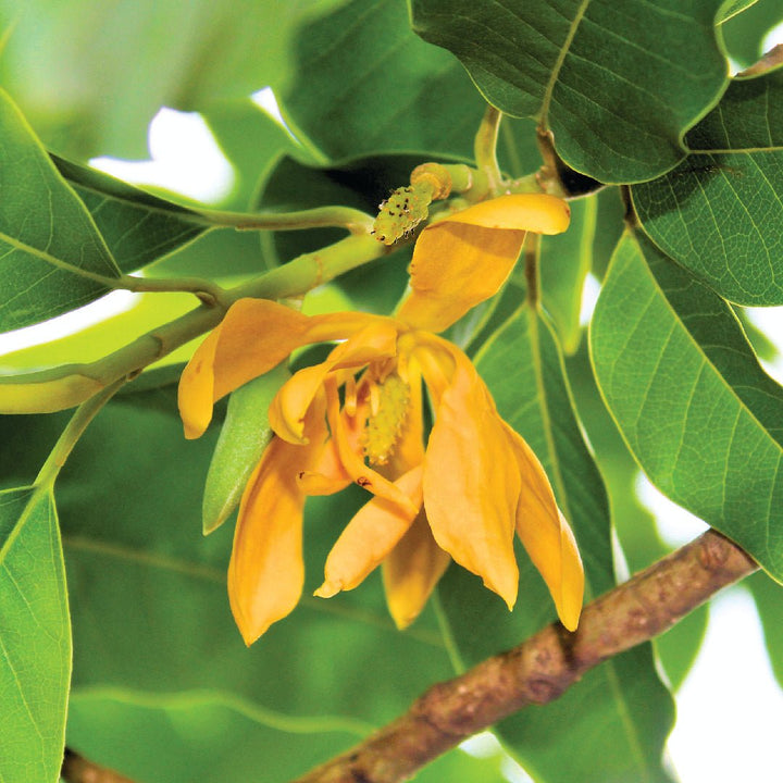 ATTAR CHAMPAKA (Pure) - PL-1100IB - Naturals - Indian Manufacturer - Bulkaroma