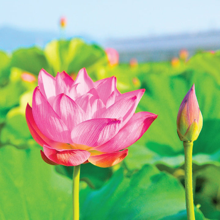 ATTAR KAMAL (Pure) - PL-1100IB - Naturals - Indian Manufacturer - Bulkaroma