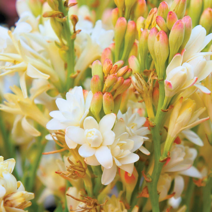 ATTAR RAJNIGANDHA (Pure) - PL-1100IB - Naturals - Indian Manufacturer - Bulkaroma