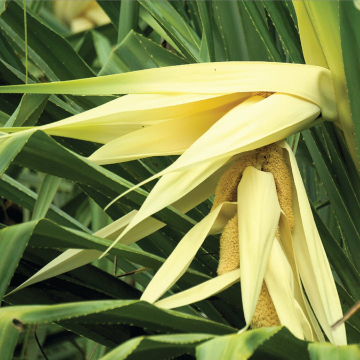 Attar Kewra (IPM Co-Distilled) - ML Ramnarain - Naturals - ML Ramnarain Perfumers - Bulkaroma