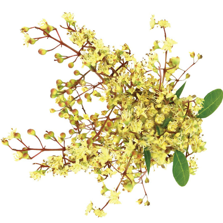 Attar Mehndi (IPM Co-Distilled) - ML Ramnarain - Naturals - ML Ramnarain Perfumers - Bulkaroma